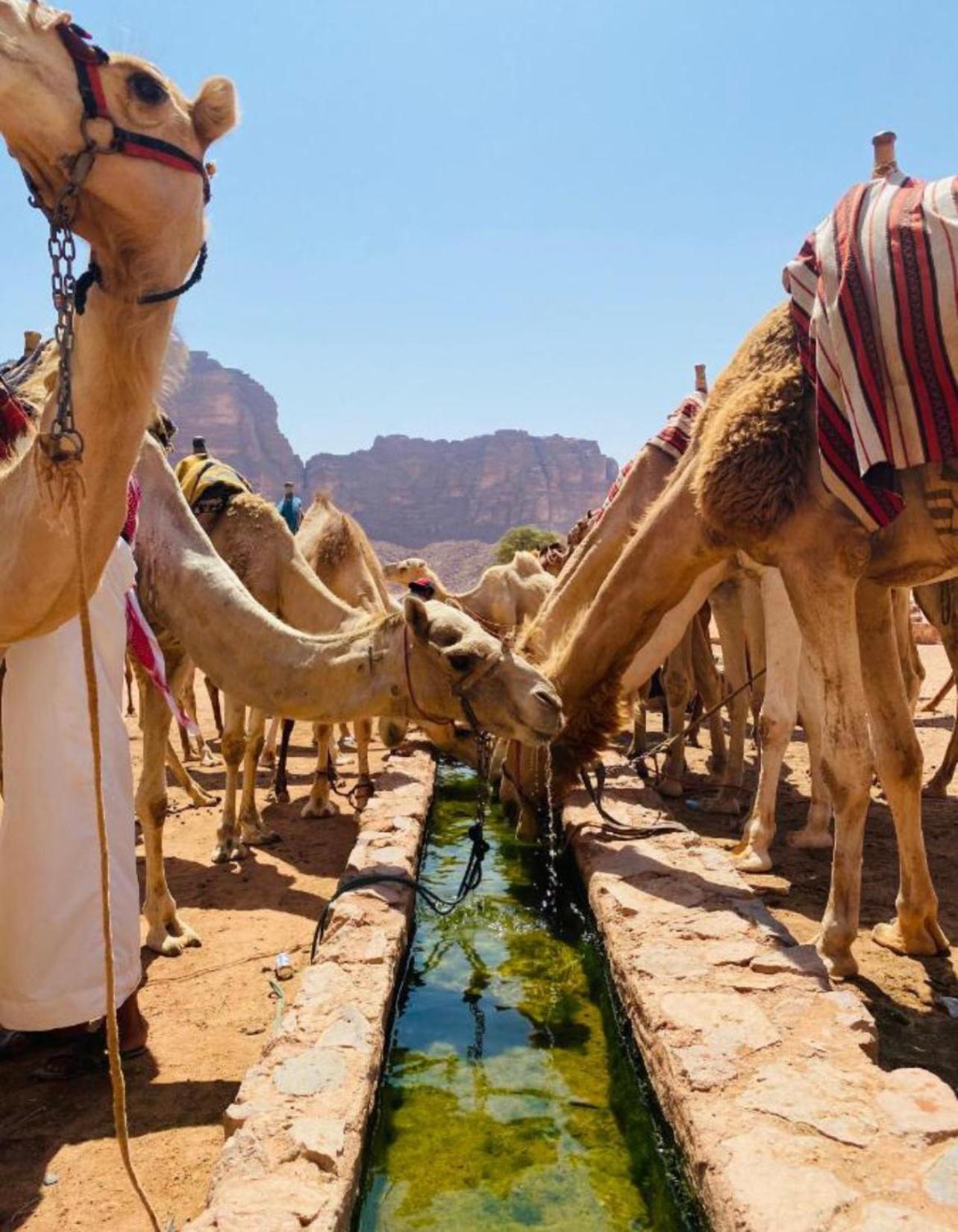 Hidden Wadi Rum Camp Екстериор снимка