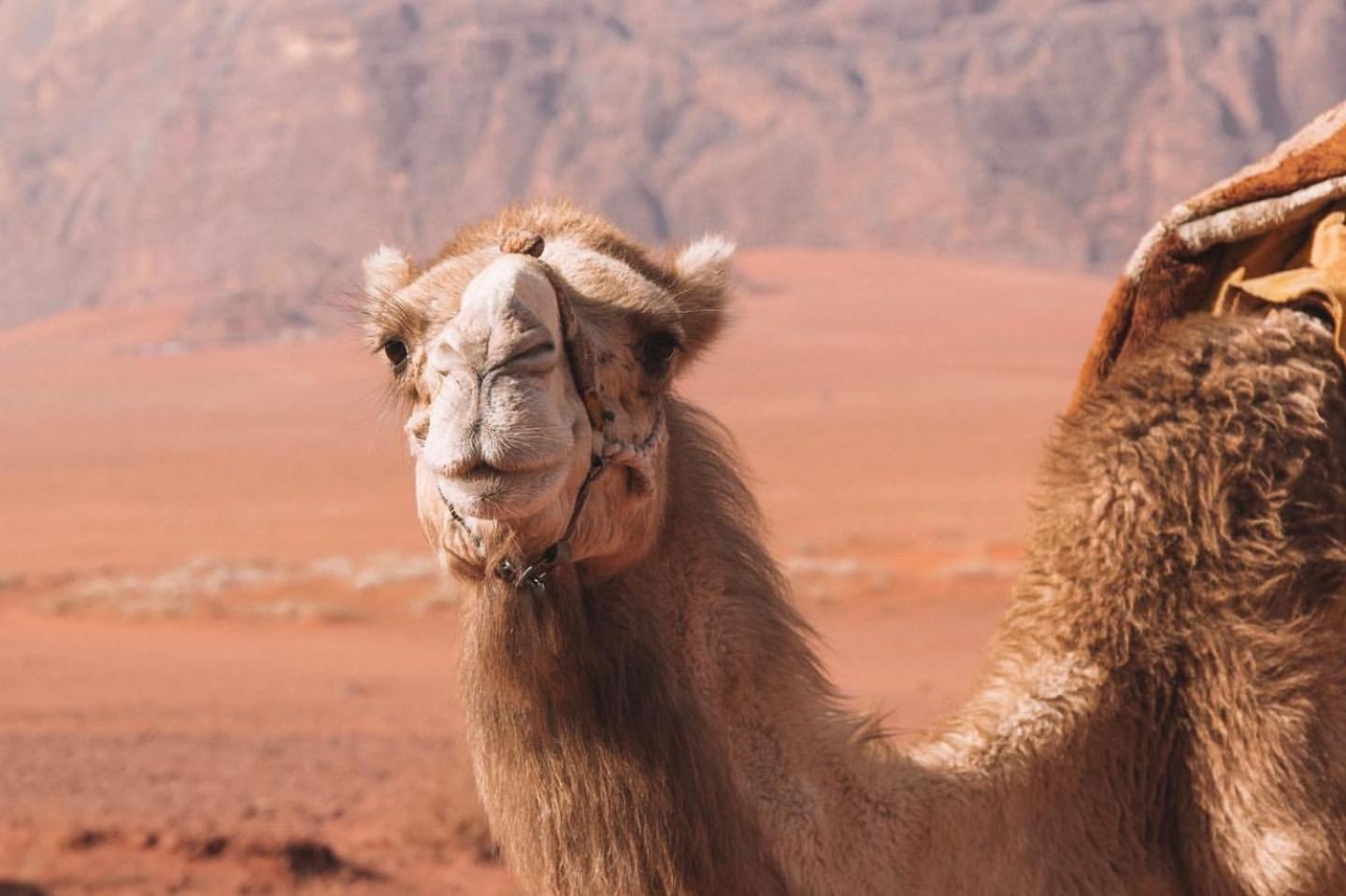 Hidden Wadi Rum Camp Екстериор снимка